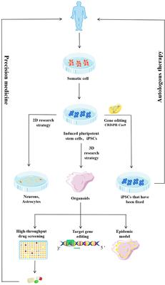 Human <mark class="highlighted">Brain Organoids</mark> as an In Vitro Model System of Viral Infectious Diseases